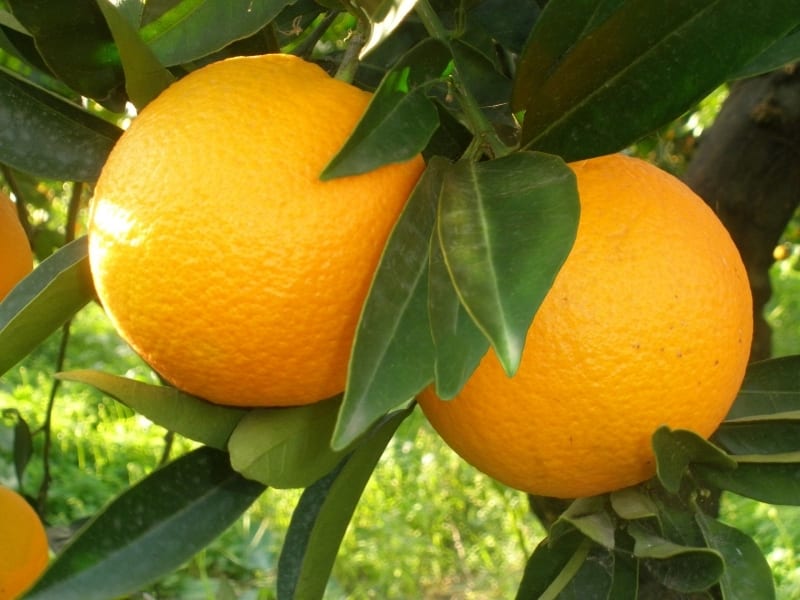 Orangenbaum